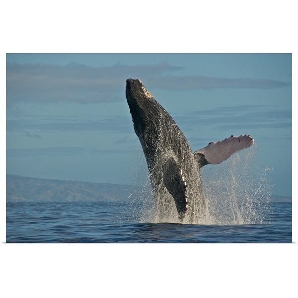 "Humpback Whale Breach" Poster Print