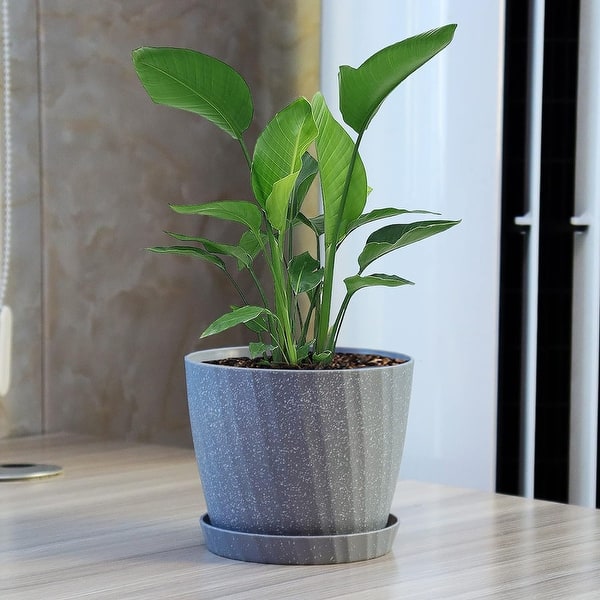 chinese money trees Chinese Money Plant — Green Acres Nursery & Supply main image 1