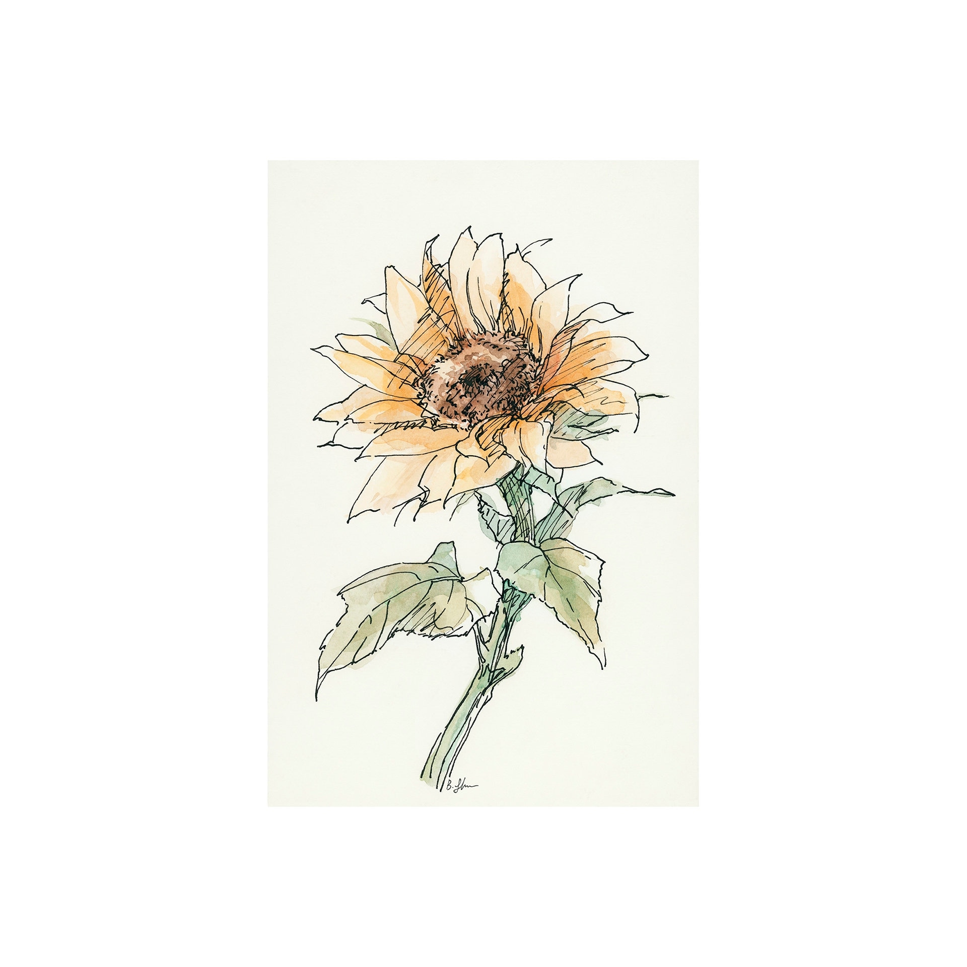 Mercana Sunflower II (20 x 30) Canvas Art Print
