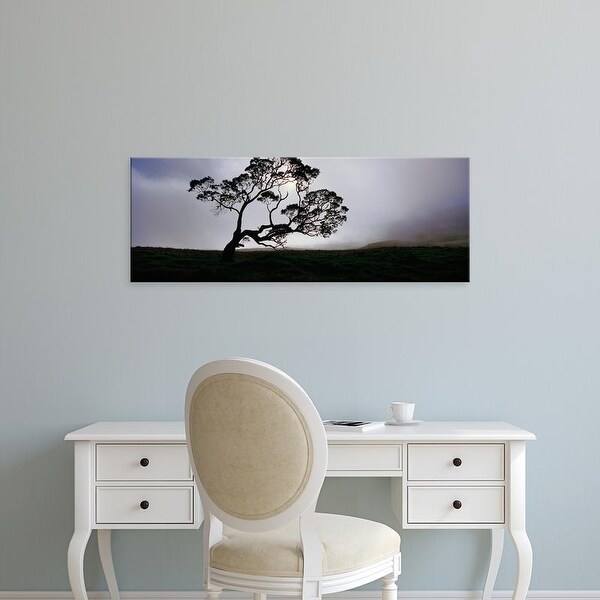 Easy Art Prints Panoramic Images's 'Silhouette Of A Koa Tree, Mauna Kea, Kamuela, Big Island, Hawaii, USA' Canvas Art
