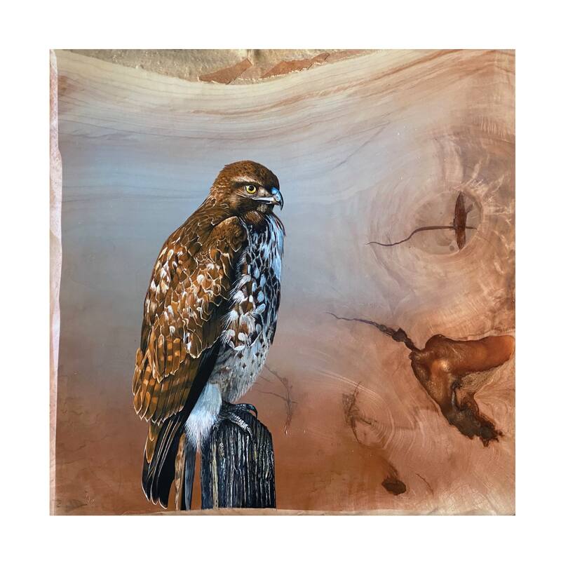 Jim Brune 'Redtail Hawk' Canvas Art