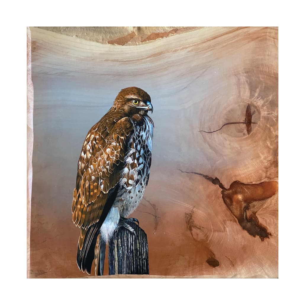 Jim Brune 'Redtail Hawk' Canvas Art