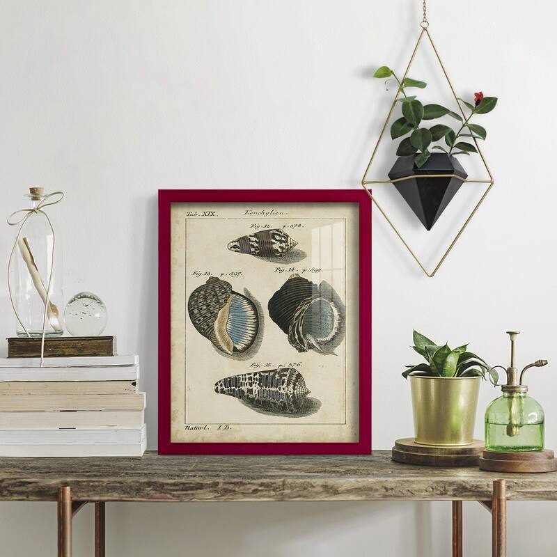 Vintage Shell Study III -Framed Print w/glass-Cherry Red