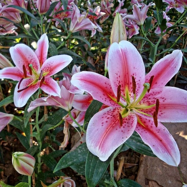 Giant Stargazer Lily Flowers - 12 Bulbs - Attracts Butterflies, Bees & Hummingbirds