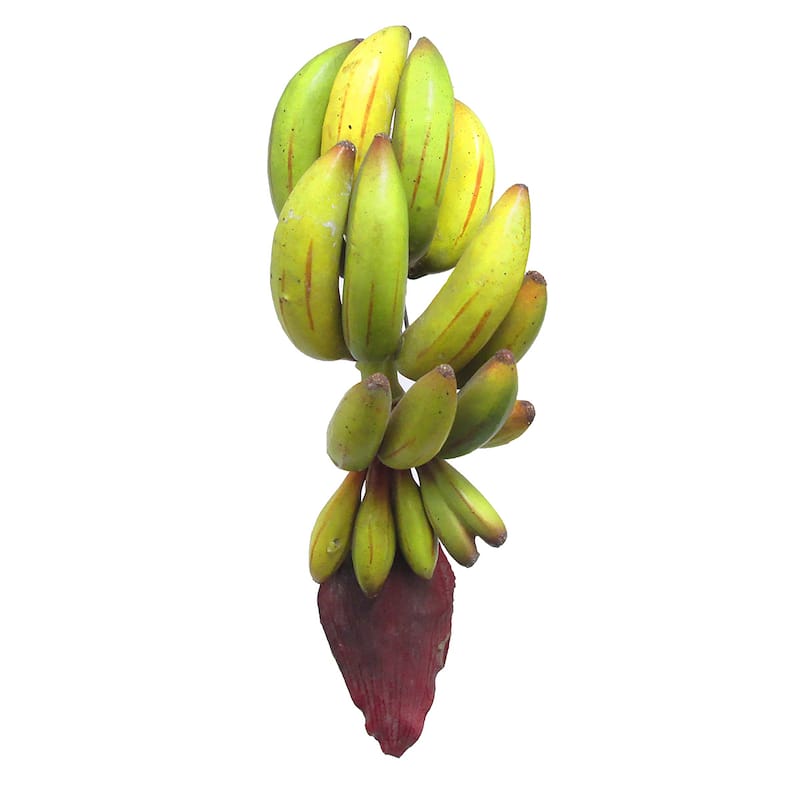 Set of 2 Artificial Banana Cluster Prop Fruit Decor Accent Piece 11in - 11" L x 4" W x 4.5" DP - Yellow Green - 11" L x 4" W x 4.5" DP
