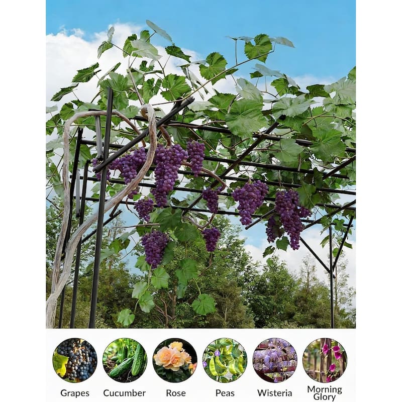 6.62 Feet Tall Garden Arch Trellis, for Climbing Plants