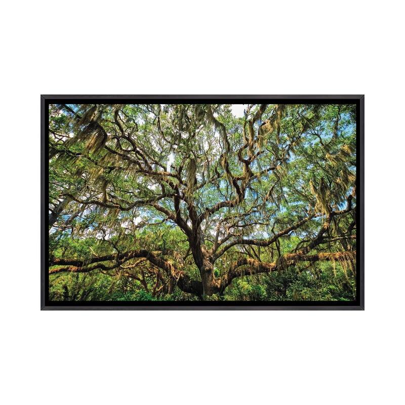 iCanvas "Live Oak Tree Canopy With Spanish Moss, Charleston, South Carolina" by George Oze Framed - Ebony - 26x40