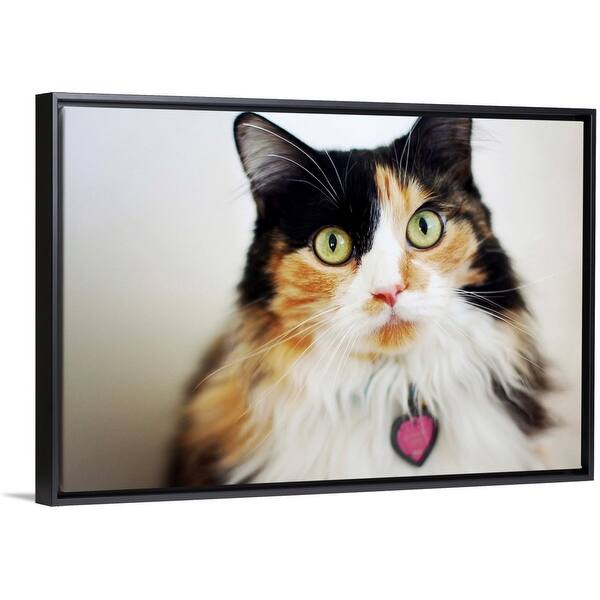 Shop Close Up Of Long Haired Calico Cat Black Float Frame