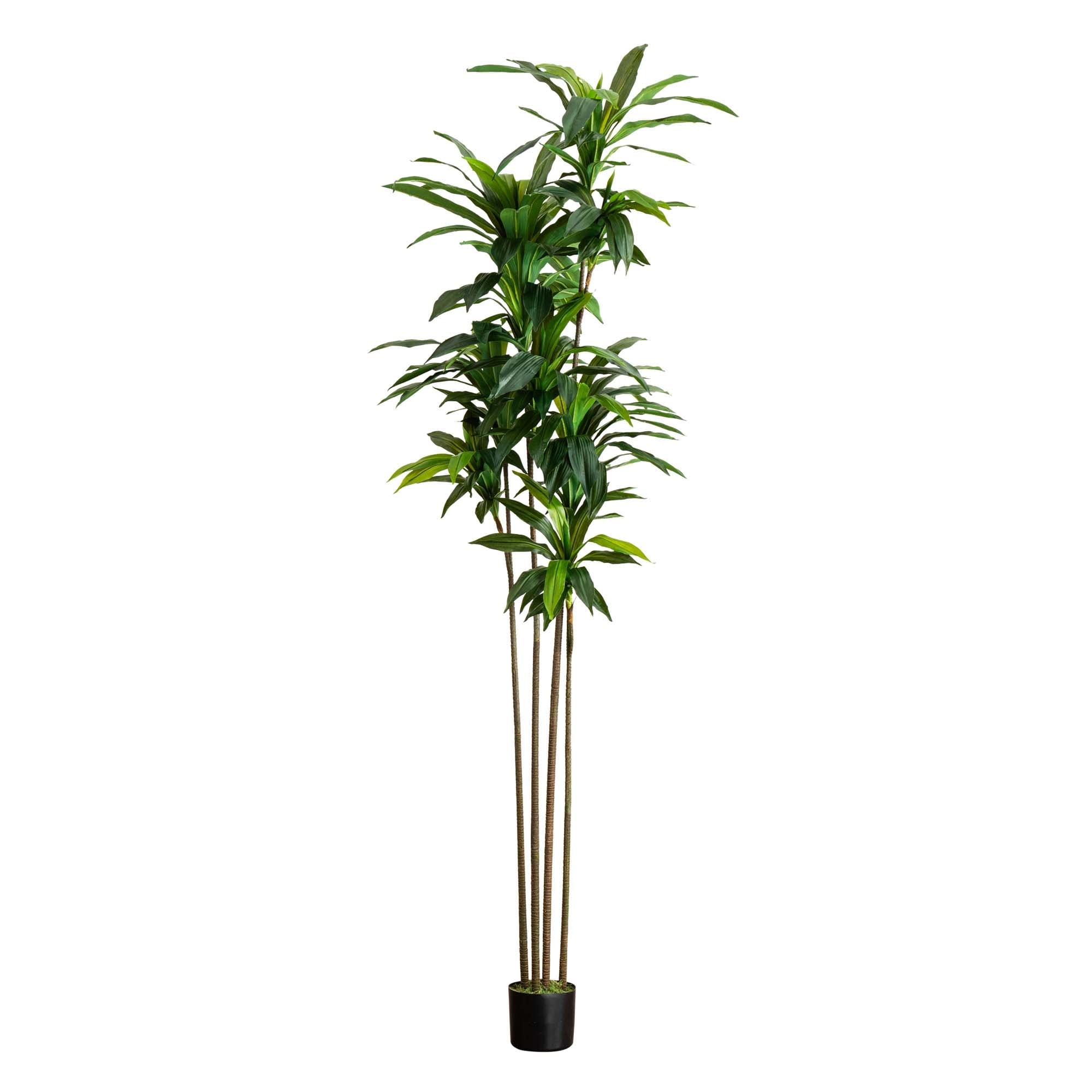 8' Artificial Dracaena Tree with Real Touch Leaves - Green