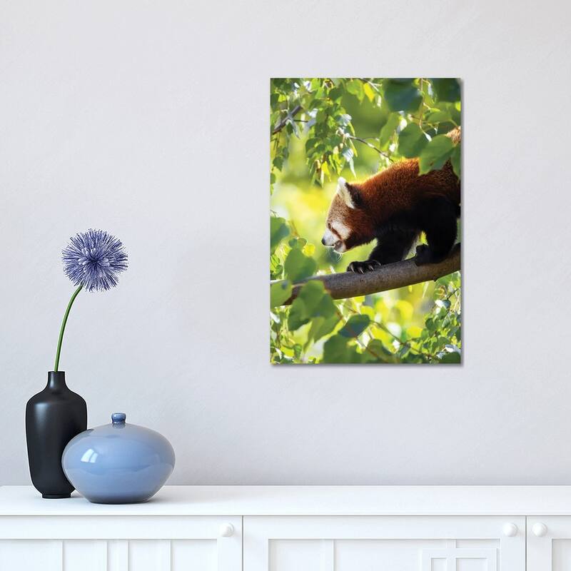 iCanvas "Red Panda Walking Along A Tree Branch" by Jane Rix Canvas Print - 18x12x1.5