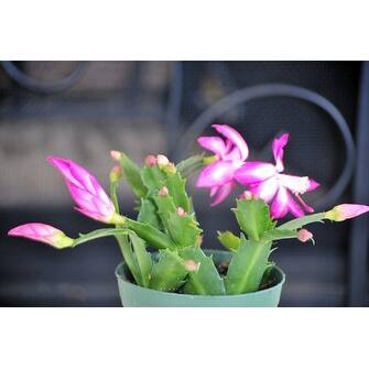 Shop 9greenbox Pink Christmas Cactus Plant Zygocactus 4 Pot Overstock 17936253