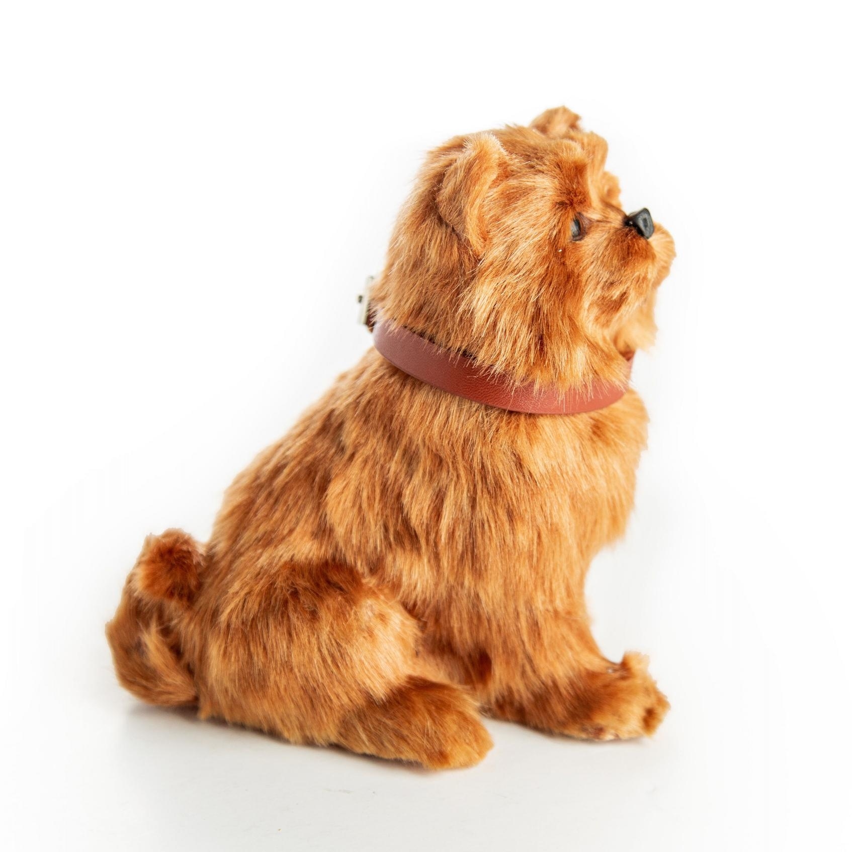 pomeranian accessories shop