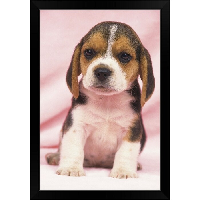 black beagle puppy