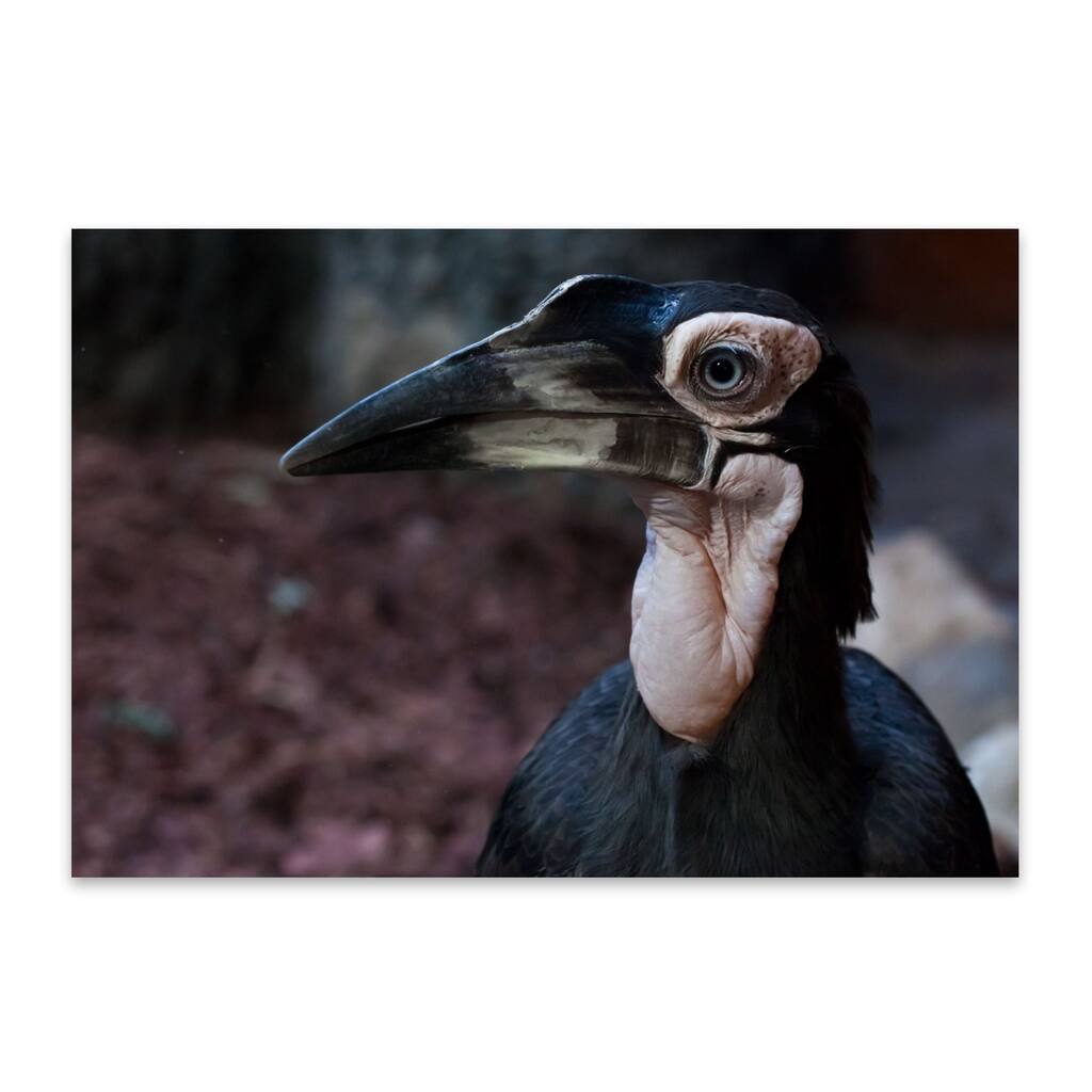 Animals Bird Birds Cassowary Feathers Metal Wall Art Print