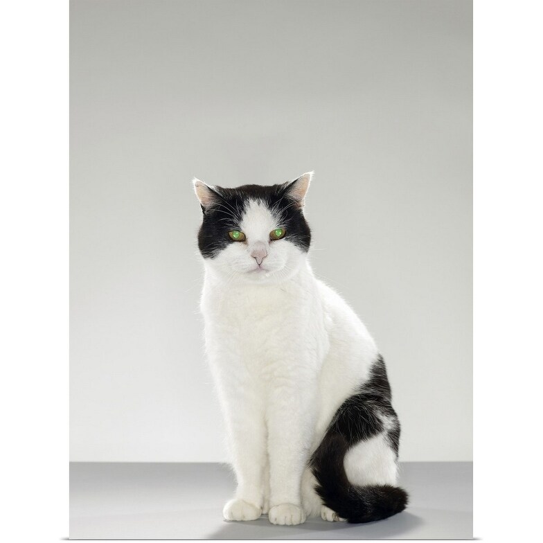 Shop Black And White Cat With Glowing Green Eyes Poster Print