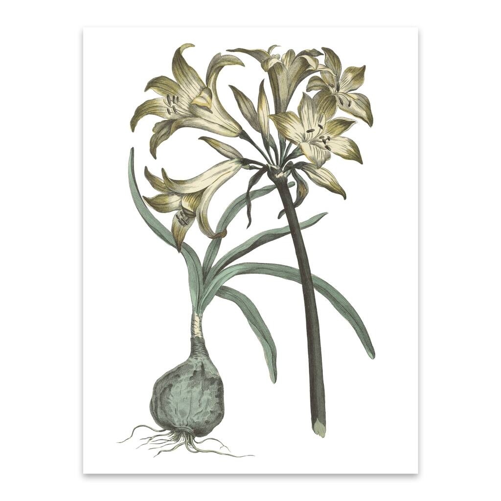 Botanical Floral Floral Botanical Metal Wall Art Print