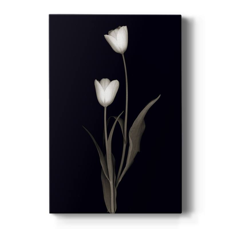Tulip Pose II Premium Gallery Wrapped Canvas - Ready to Hang - 18X27