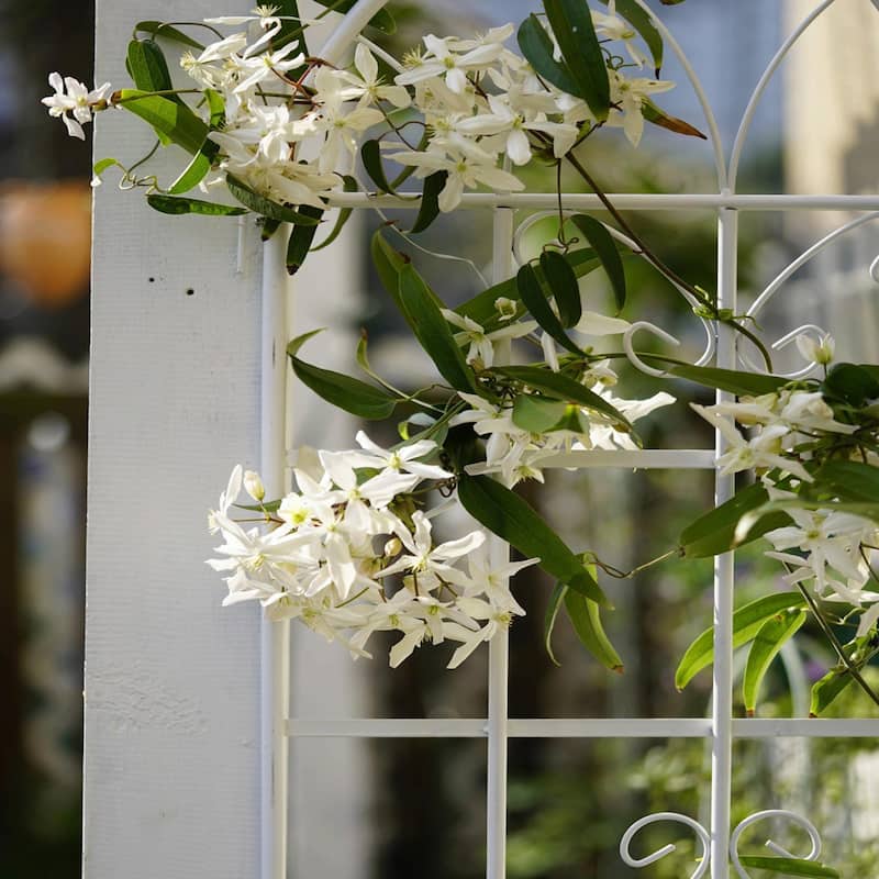 Rustproof Metal Garden Trellis for Climbing Plants, Outdoor Flower Support, 71" x 19.7"