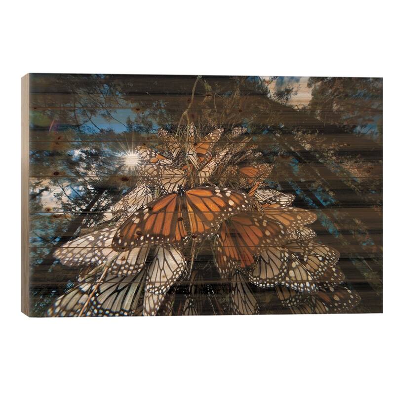 Millions Of Monarch Butterflies Roost On The Sierra Chincua Near Angangueo, Mexico II Print On Wood by Joel Sartore - 26x40x1.5