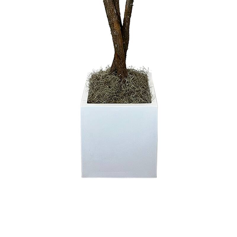 4.5 ft Myrtle Tree in Square Fiberstone Container - Green