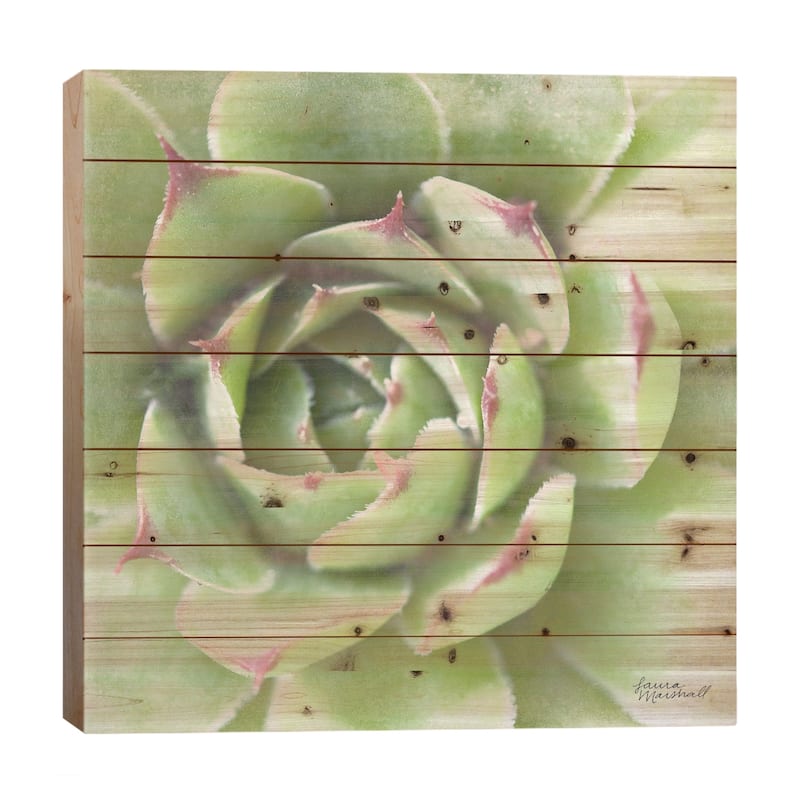 Garden Succulents II Print On Wood by Laura Marshall - Multi-Color - 26x26x1.5