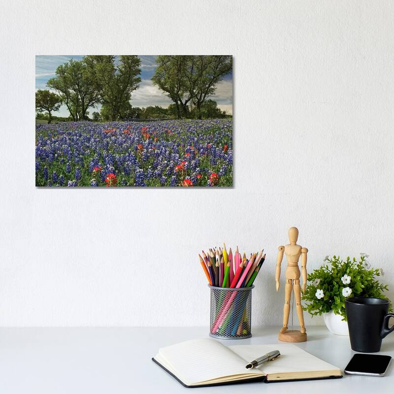 iCanvas "Sand Bluebonnet And Indian Paintbrush Flowers In Bloom, Hill Country, Texas" by Tim Fitzharris Canvas Print - 8x12x0.75