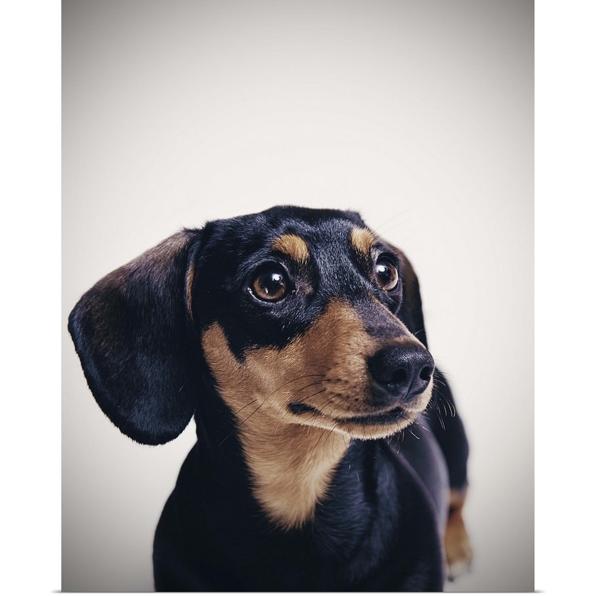 Cocktail Napkins Desert Dachshund Boho Pet Decor Doxie Dog Dogs Cactus Set of 4 