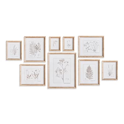 Botanical Study In Sepia