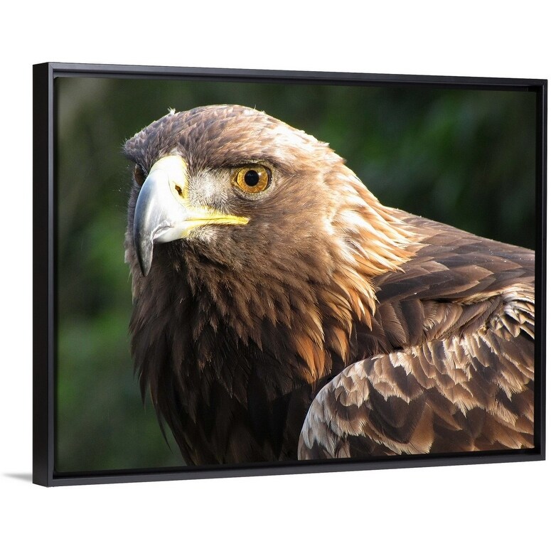 Eagle Eye Head And Shoulder Of Golden Eagle Black Float Frame Canvas Art