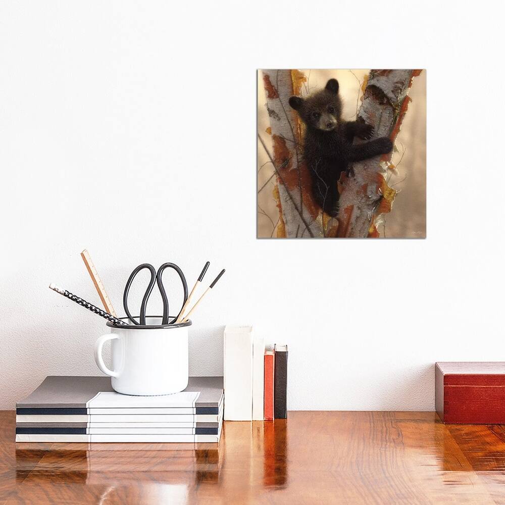 iCanvas "Curious Black Bear Cub I, Square" by Collin Bogle Canvas Print