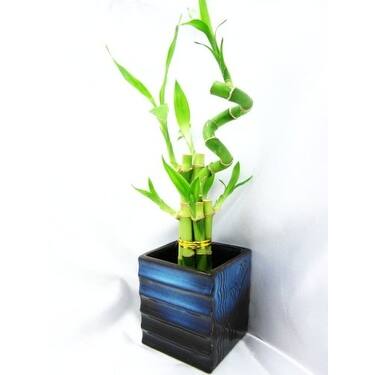 9GreenBox - Live Spiral 3 Style Lucky Bamboo Plant Arrangement w/ Black Ceramic Vase & Silk Orchid Flower 9GreenBox - Live Spiral 3 Style Lucky Bamboo Plant Arrangement w/ Black Ceramic Vase & Silk Orchid Flower