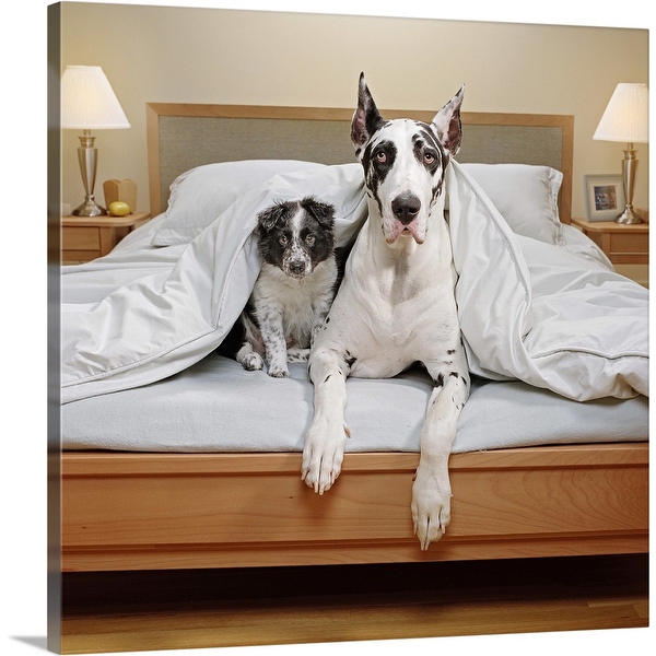 Great dane bedding shop