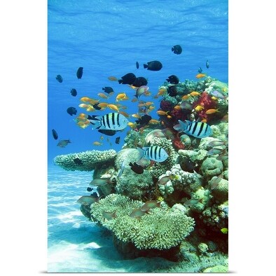 Poster Print Entitled Underwater Photo Of Tropical Fish On Coral Reef Egypt Multi Color