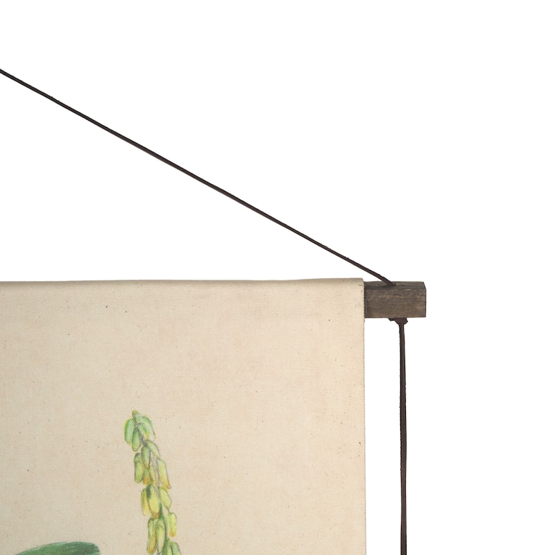 Botanical Study-Cornus Florida