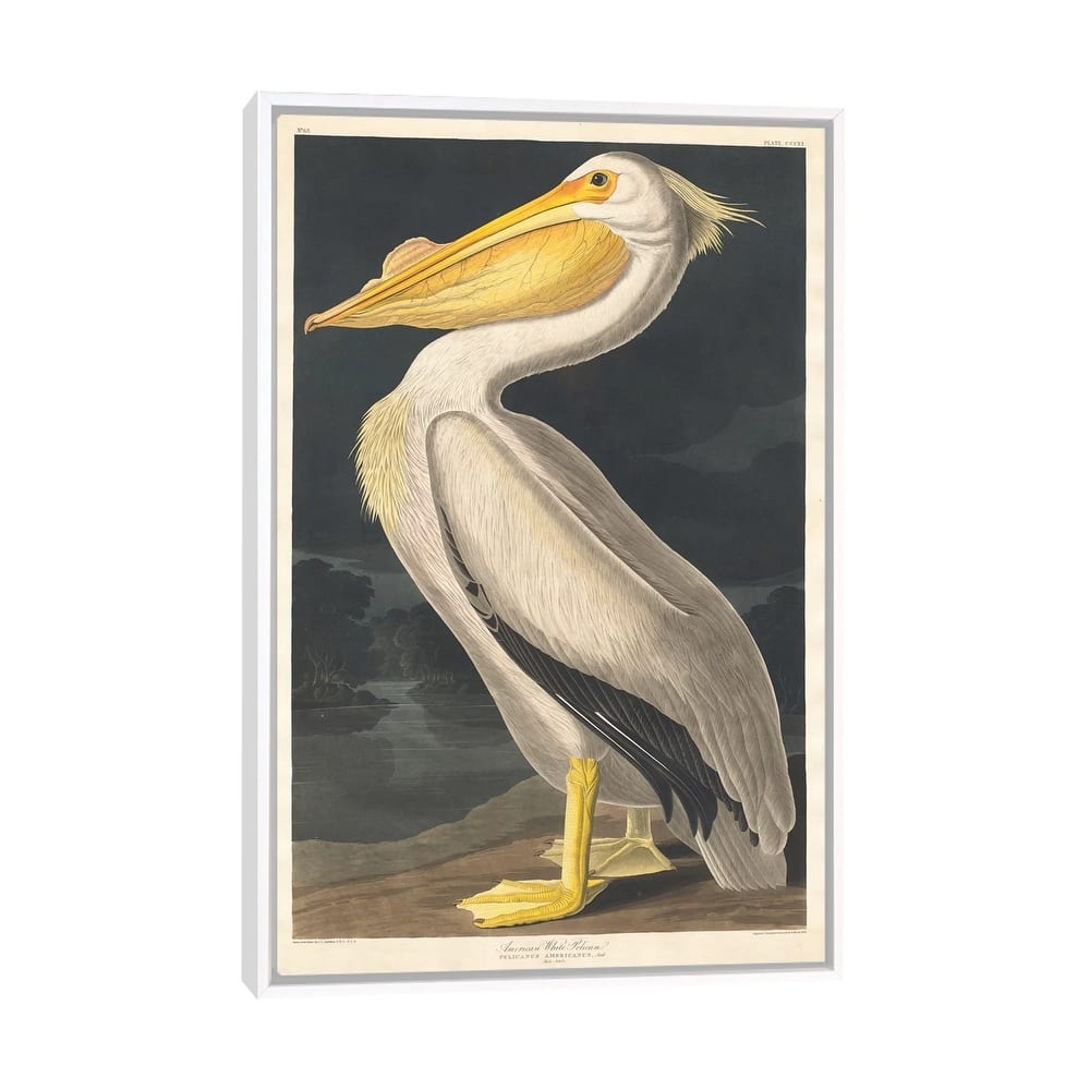 iCanvas "American White Pelican" by John James Audubon Framed Canvas Print