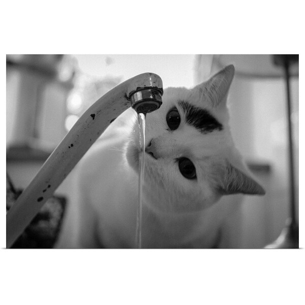 Shop Cat Drinking Water From Faucet Multi Color Free