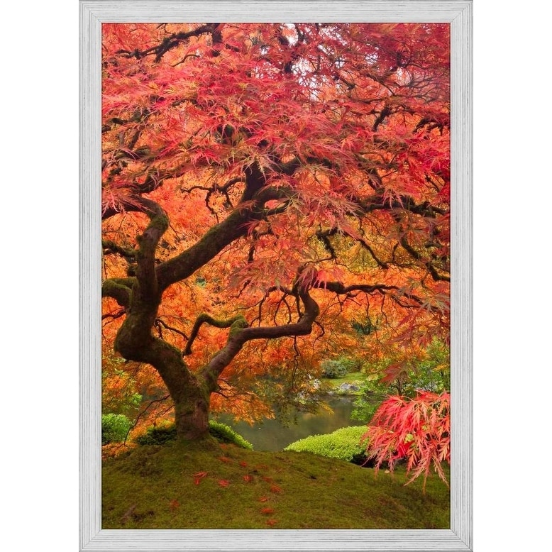 Shop Easy Art Prints William Sutton S Japanese Maple In Fall