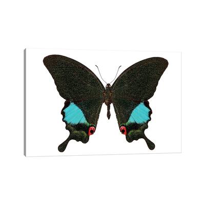 iCanvas "Papilio Karna Karna Butterfly" by Paul Rommer Canvas Print