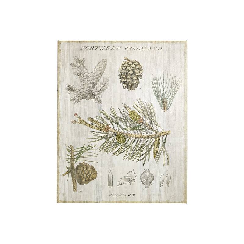 Woodland Chart III (28 x 35) Canvas Art Print - Small