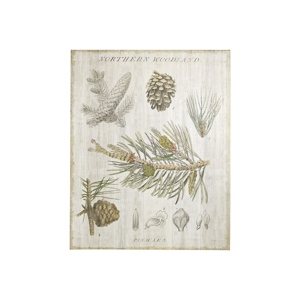 Woodland Chart III (28 x 35) Canvas Art Print