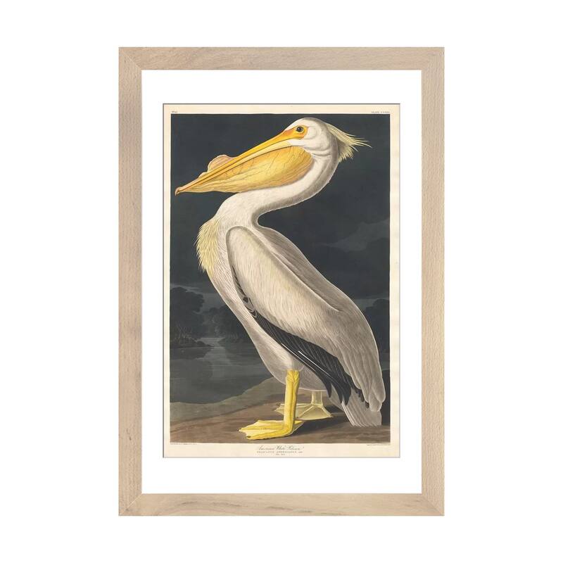 iCanvas "American White Pelican" by John James Audubon - Natural - 24x16x1