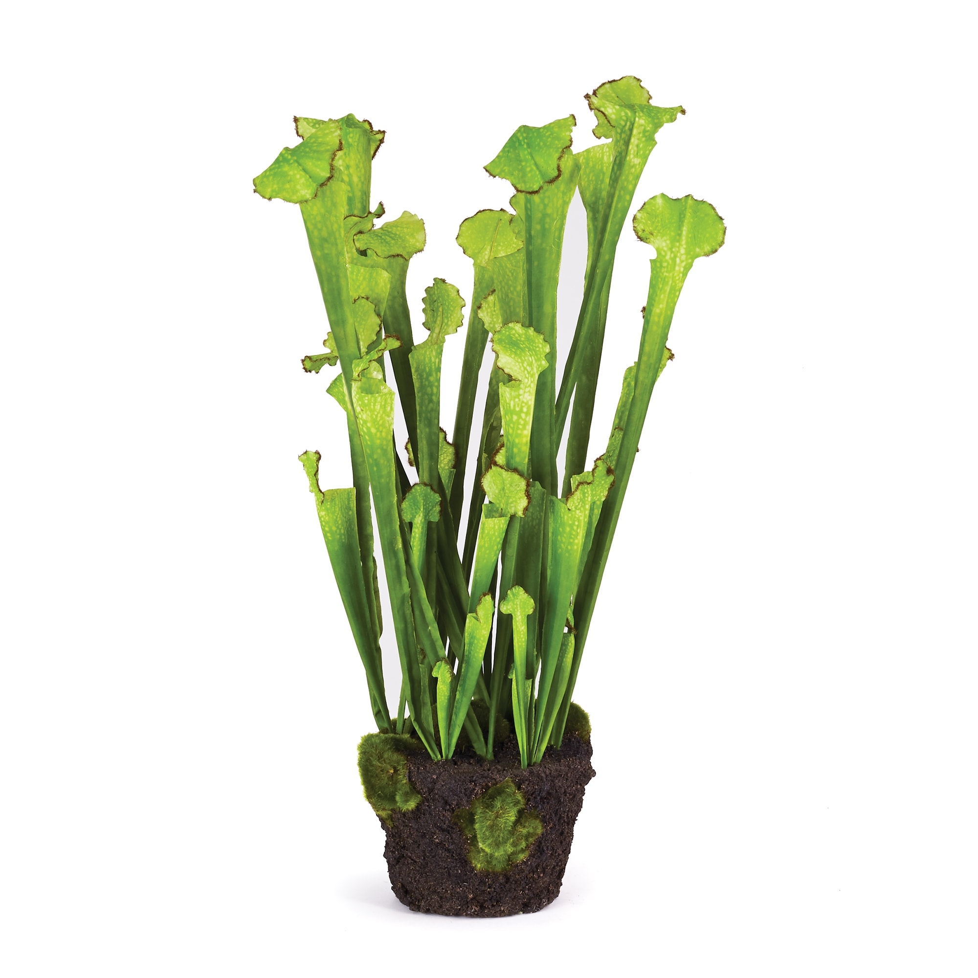 Sarracenia Drop-In 25" - Green