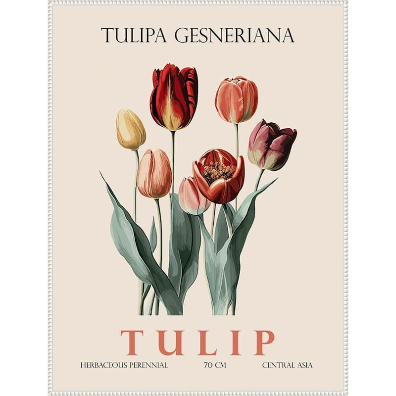 Vintage Botanical Tulip Illustration by Christopher Giampietro Framed Canvas Wall Art Print