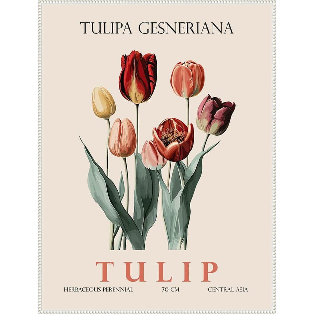Vintage Botanical Tulip Illustration by Christopher Giampietro Framed Canvas Wall Art Print