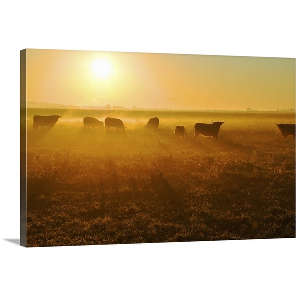 "Herd of bull in field at sunset." Canvas Wall Art