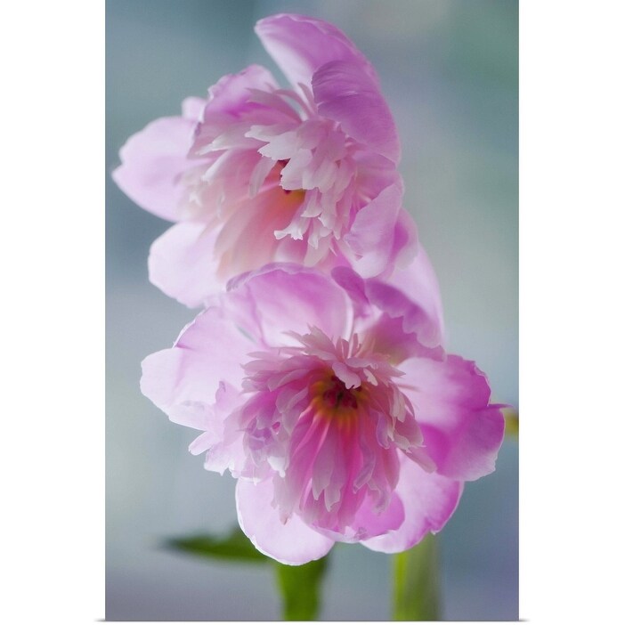 Shop A Pair Of Pink Peony Flowers Paeonia Lactiflora Poster Print Overstock 16445670