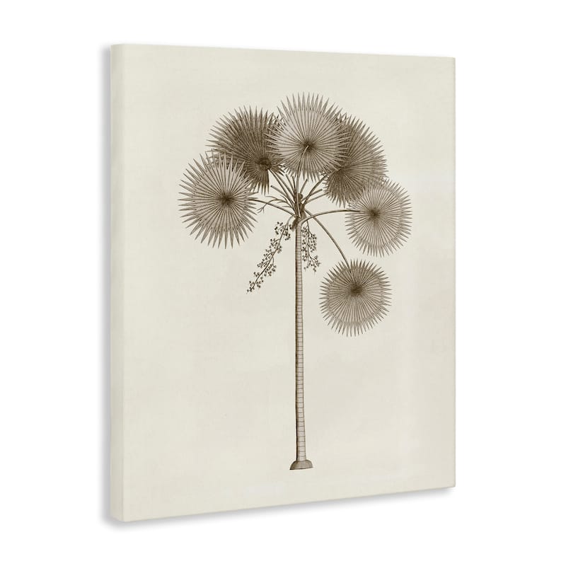 Stupell Vintage Study of Palm Tree Canvas Wall Art Design By Phillipa Katz