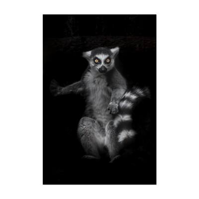 one Madagascar ring tailed lemur on a black Lemur Art Print/Poster ...