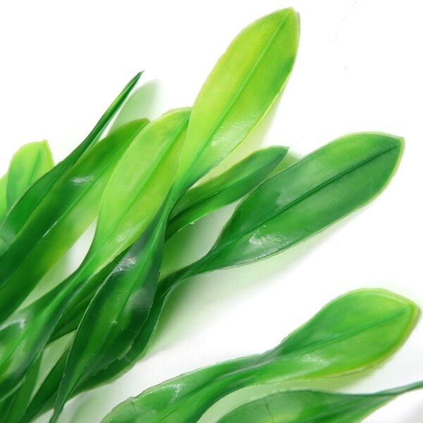 seaweed plant