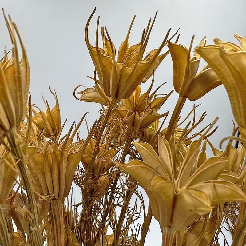 Bundle of 4 Dried Octagon Flower, Nigella Orientalis-Love in a Mist, 24" - 24 inches